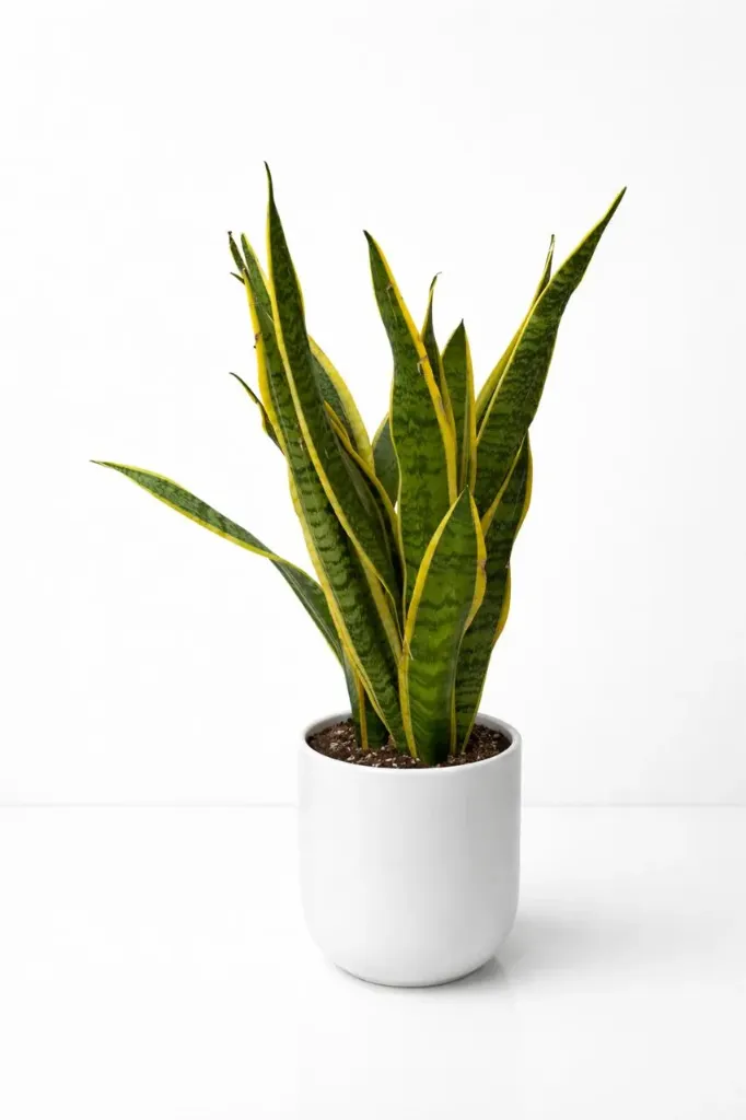 Sansevieria Trifasciata - Snake Plant - With Ceramic Circular Pot - OH: 40 cm to 50 cm - Indoor Plant