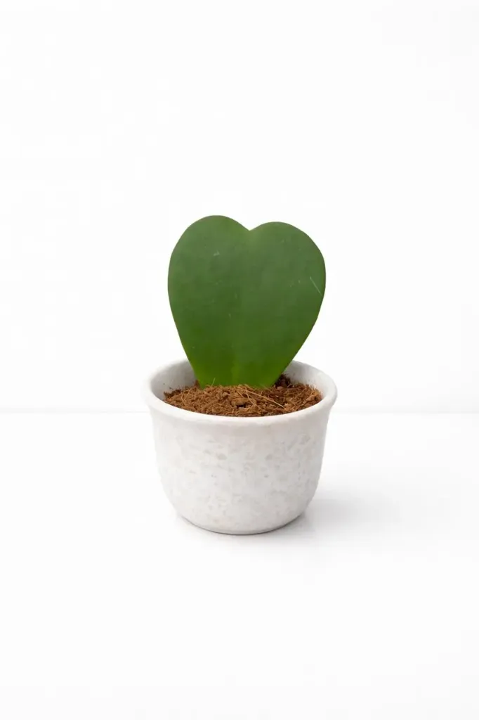 [IP-HOY01A-KER-LOC] Hoya kerrii - Hoya Heart OH: 5 cm to 10 cm - Indoor Plant