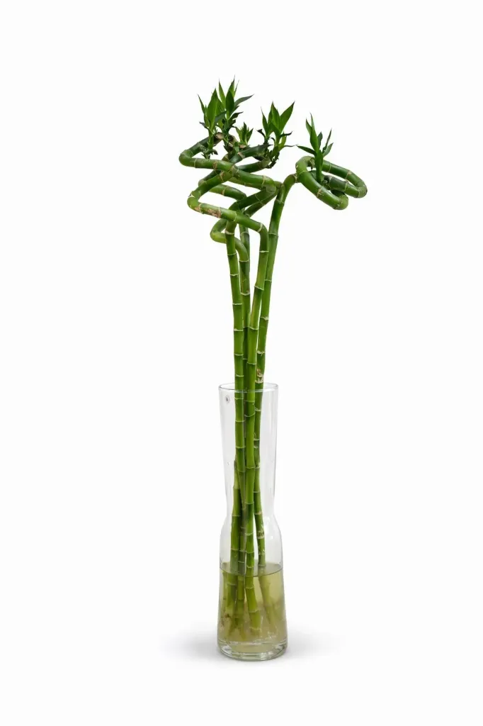 [IP-LB-DRS01A-STK] Lucky Bamboo Stick - Dracaena Sanderiana -OH: 60 cm to 80 cm - Indoor Plant