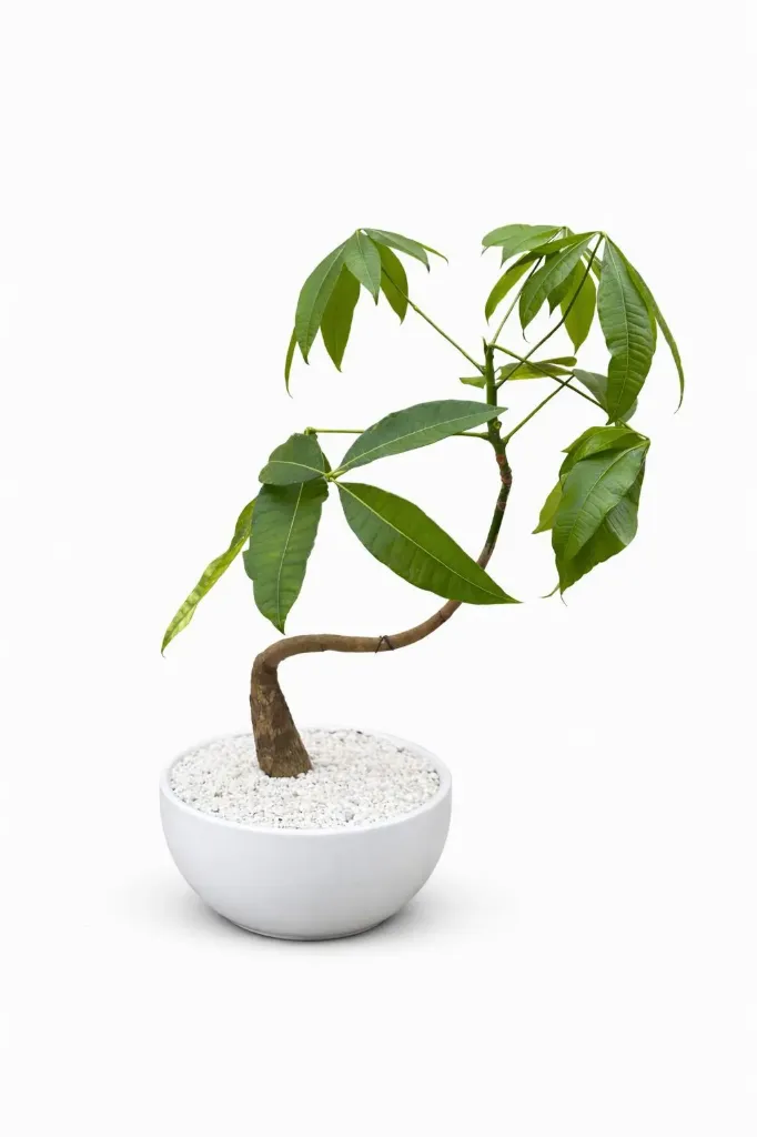 Money Tree - Pachira Aquatica - Bonsai - With White Ceramic - OH: 40 cm to 50 cm - Indoor Plant