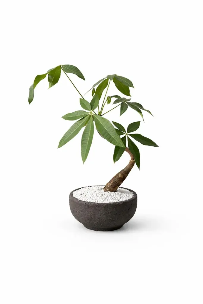 [IP-PACBON01-FCP-LOC] Money Tree - Pachira Aquatica - Bonsai - With fiber Clay Pot - OH: 40 cm to 50 cm - Indoor Plant
