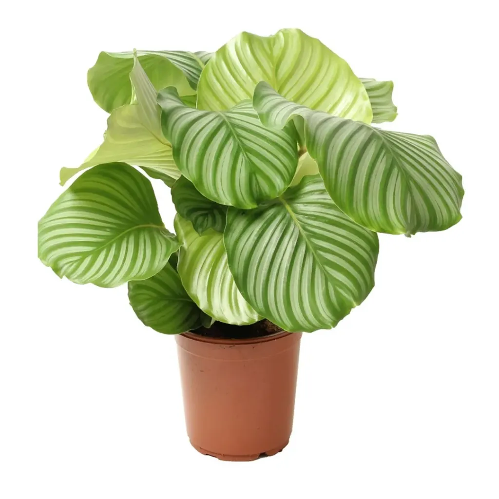 [IP-CAL01D-LOC] Calathea - Calathea Orbifolia - OH: 40 cm to 50 cm - Indoor Plant