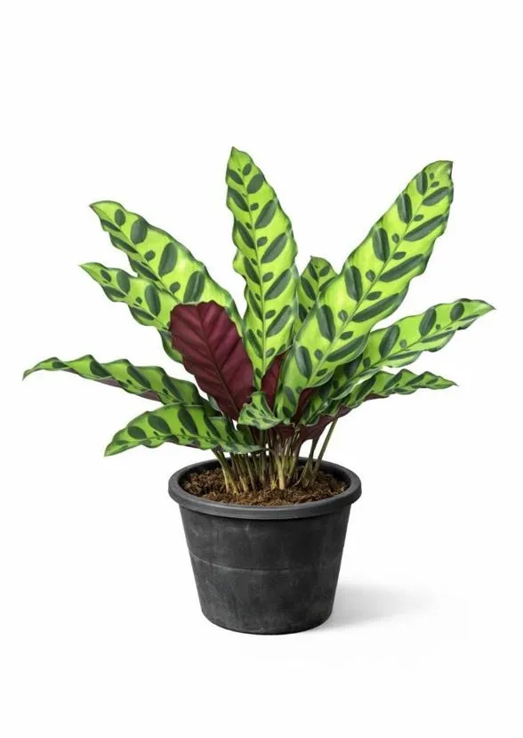 [IP-CAL-LAN01A-LOC] Rattlesnake Plant - Calathea Lancifolia - OH: 30 cm to 40 cm - Indoor Plant
