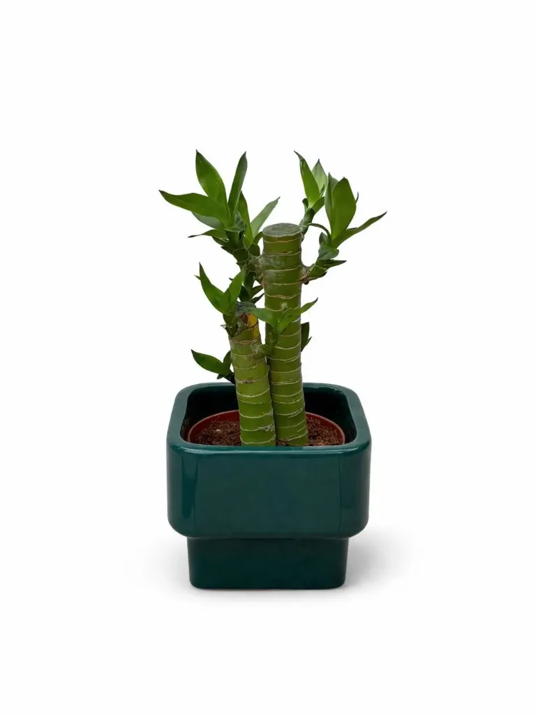 Lucky Bamboo - Dracaena Sanderiana - With Ceramic Pot- OH: 10 cm to 15 cm - Indoor Plant