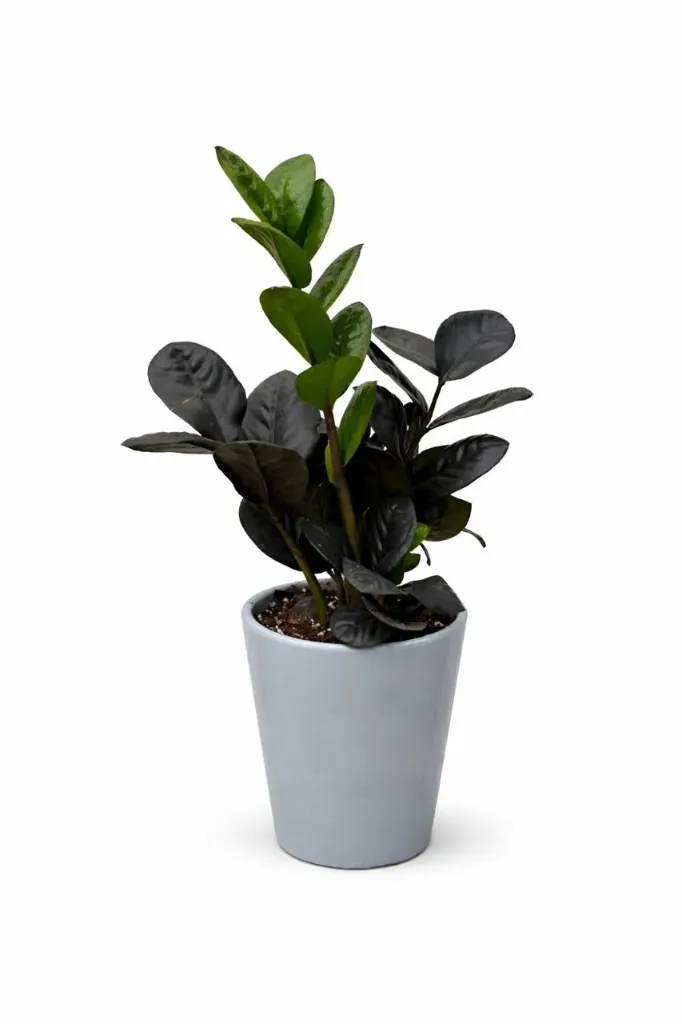 [IP-ZAM01A-BK-RAV-CP-LOC] ZZ Plant Zamioculcas Zamiifolia  Black Raven With Ceramic Pot - OH: 30 cm to 40 cm Indoor Plant