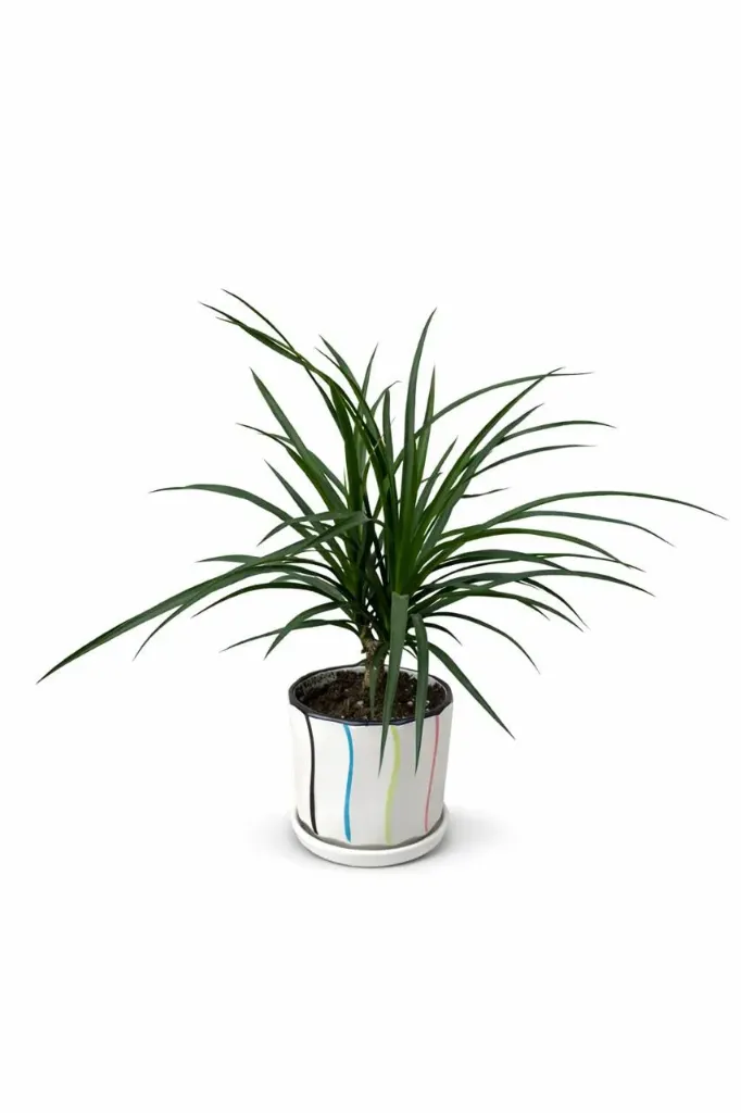 Ponytail Palm - Beaucarnea Recurvata - With Ceramic Pot - OH: 30 cm to 40 cm - Indoor Plant