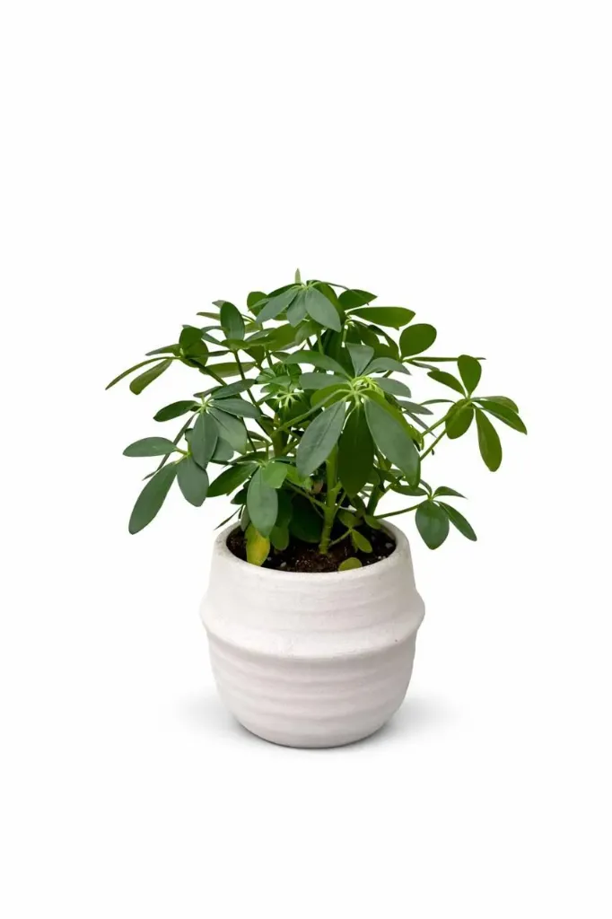 [IP-SCH01C-CP-LOC] Schefflera Arboricola Umbrella Plant With Ceramic Pot - OH: 20 cm to 30 cm - Indoor Plant