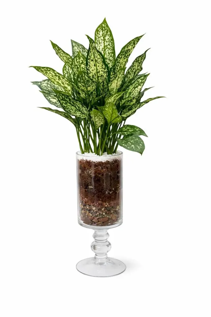 [IP-AGL-GOLD-DUST-GH-01] Chinese Evergreen - Aglaonema Gold Dust - With Glass Hurricane - OH: 50 cm to 60 cm - Indoor Plant