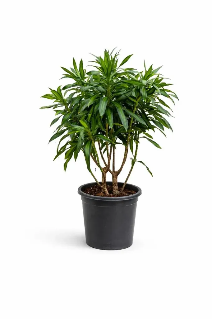 Song of Jamaica - Dracaena Reflex a - OH: 40 cm to 50 cm - Indoor Plant