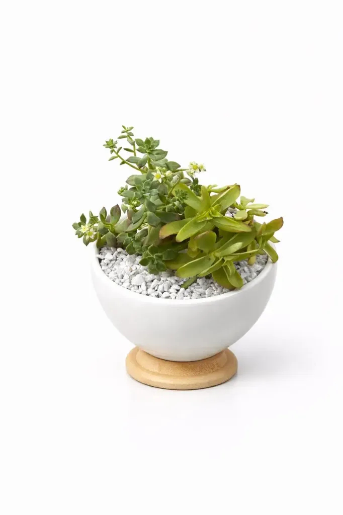 [IP-ECH01L-LOC] Echeveria -  Crassulaceae - OH: 10 cm to 15 cm - With Ceramic Pot - Indoor Plant