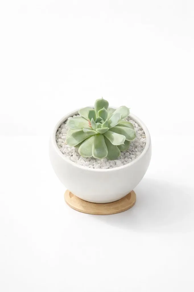 [IP-ECH01M-LOC] Echeveria -  Crassulaceae - OH: 5 cm to 10 cm - With Ceramic Pot - Indoor Plant