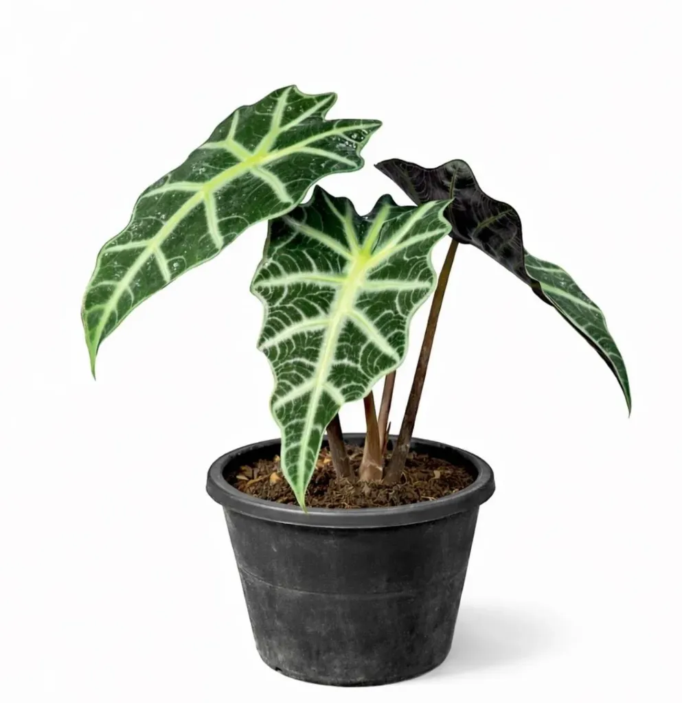 [IP-ALO01A-LOC] Alocasia Polly - Alocasia x Amazonica 'Polly' - OH: 20 cm to 30 cm - Indoor Plant