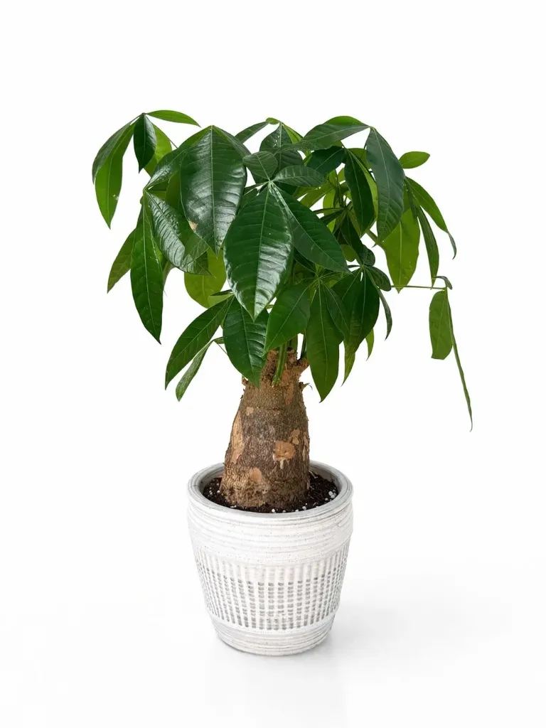 [IP-PAC01M-CP-LOC] Money Tree - Pachira Aquatica - One Head - With Ceramic Pot - OH: 40 cm to 60 cm  -Indoor Plant