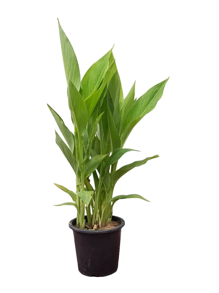 Green Canna Indica - OH: 60 cm to 80 cm - P:6L - Full Sun Flowering Outdoor Plant