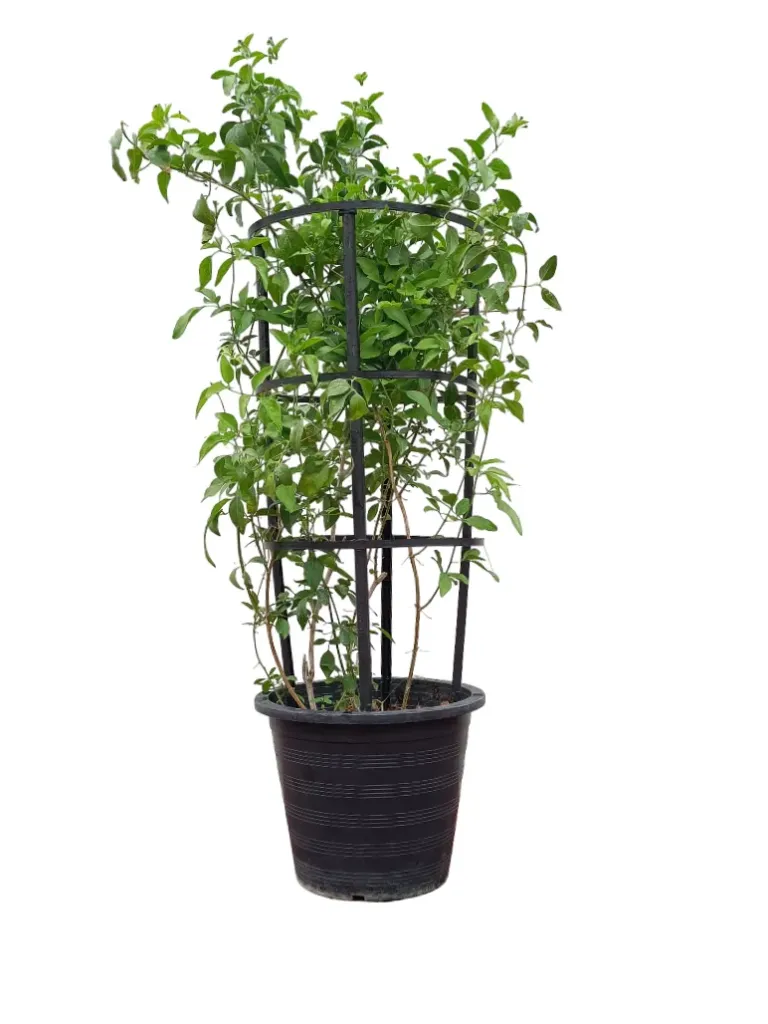 Common jasmine - Jasminum Officinale - Plactic 4 Stick  OH: 60 cm to 80 cm - P:10L - Full Sun Flowering Outdoor Plant