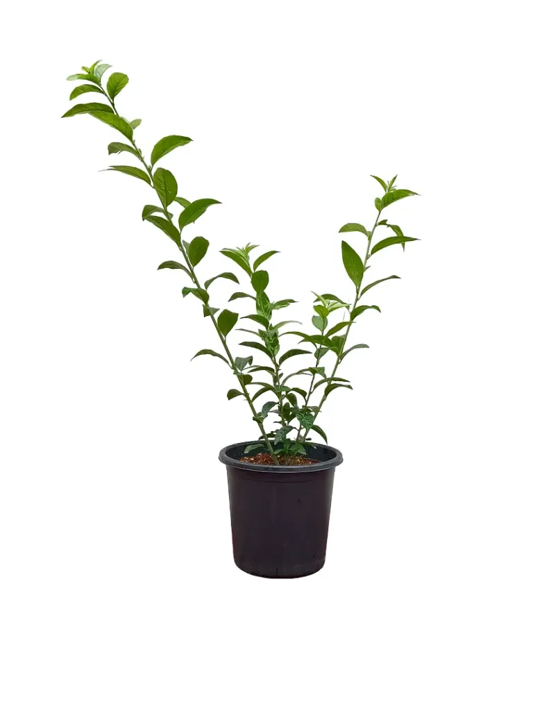 Night of the Queen - Cestrum Nocturnum - OH: 60 cm to 80 cm - P: 6L - Full Sun Flowering Outdoor Plant