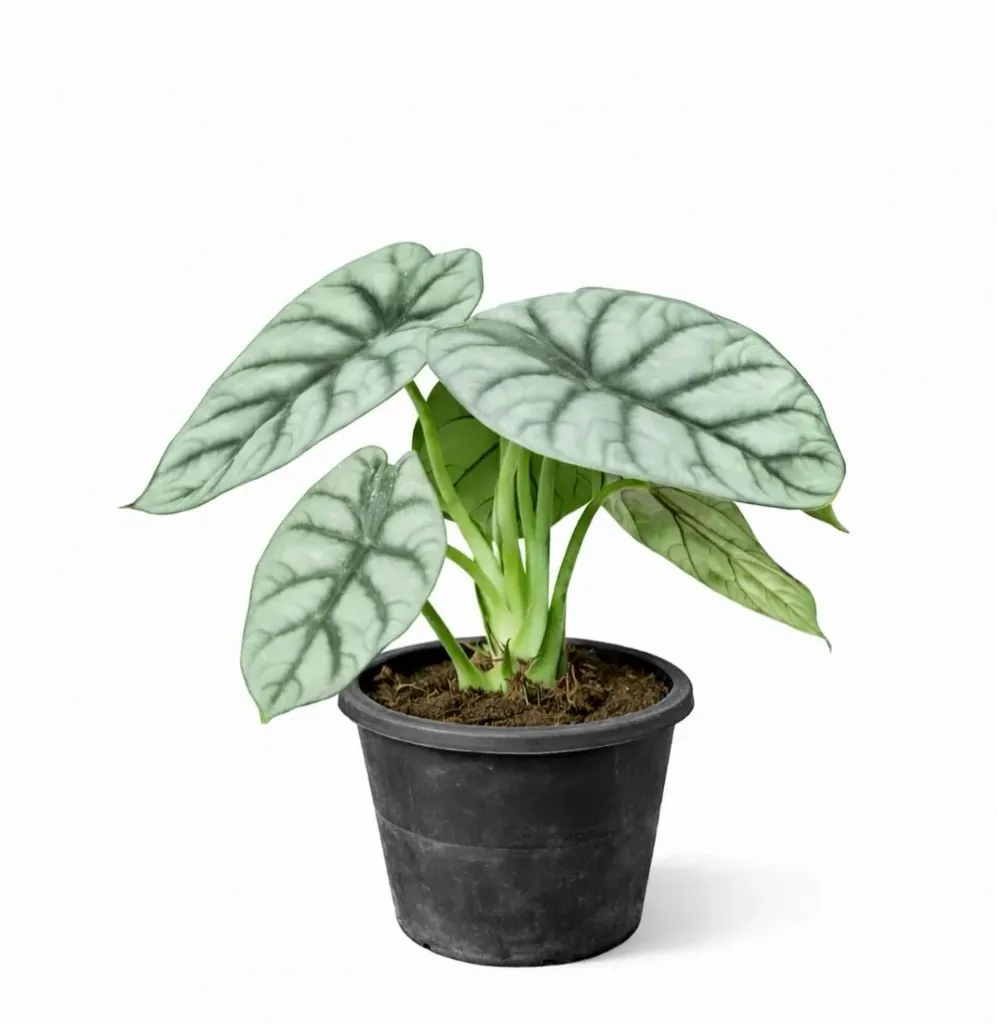 Alocasia Silver - Alocasia baginda 'Silver Dragon'). OH: 20 cm to 30 cm Indoor plant