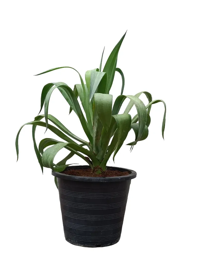 [OP-AGA01A-P10L- LOC] Smooth Agave - Agave Desmettiana - OH: 40 cm to 50 cm - P: 10L  - Outdoor Plant