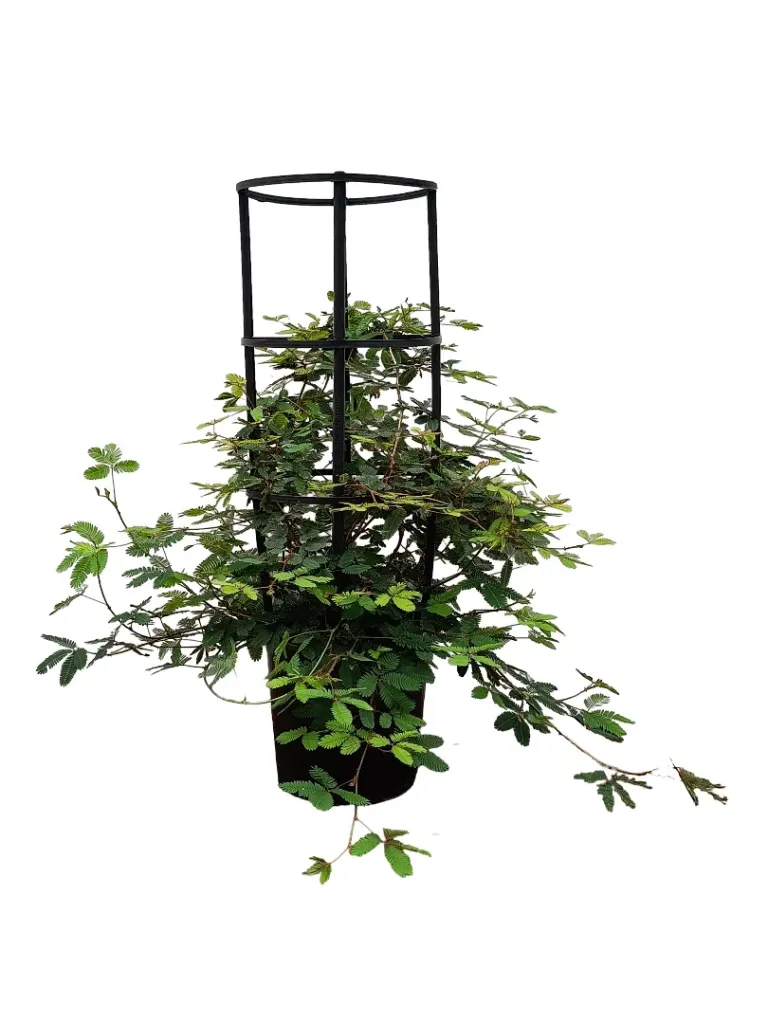 [OP-SHA-PUD01A-4PS-LOC] Shame Plant
Mimosa Pudica - P: 10L - Plastic 4 Stick - OH: 40 cm to 50 cm - Full Sun Flowering Outdoor Plant
