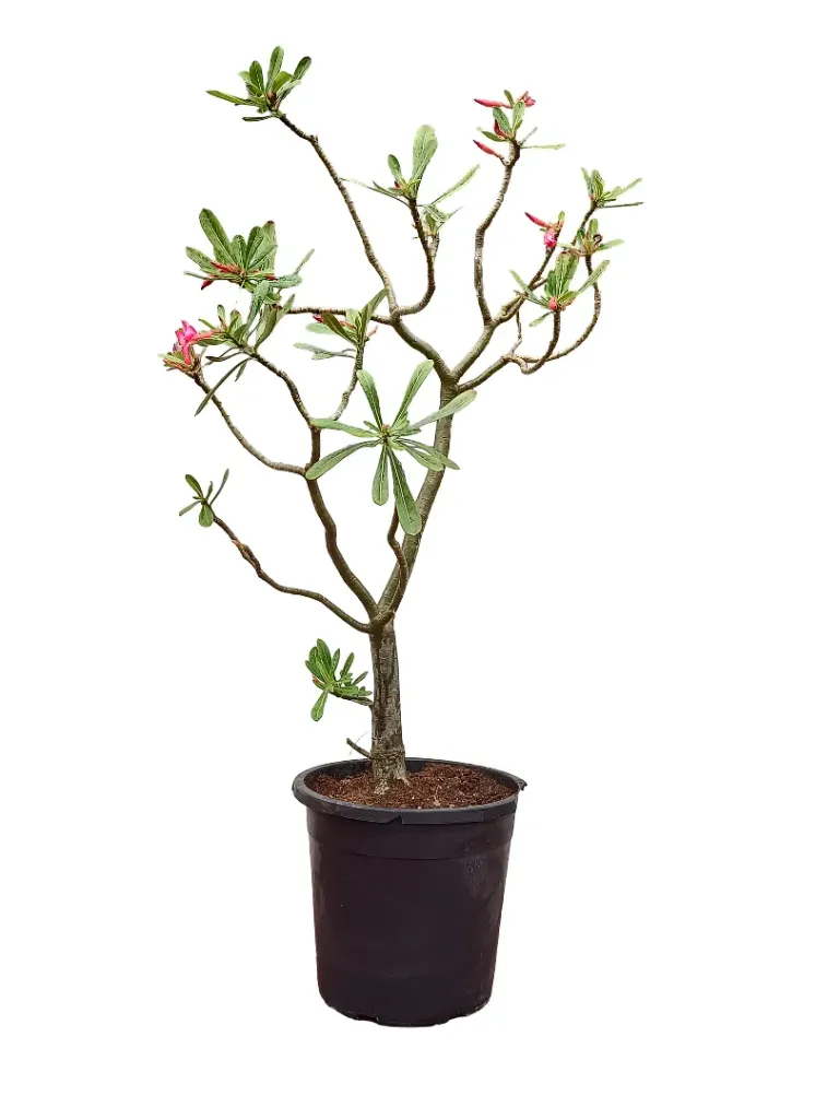 Desert Rose - Adenium Obesum - OH: 80 cm to 100 cm - Full Sun Flowering Outdoor Plant