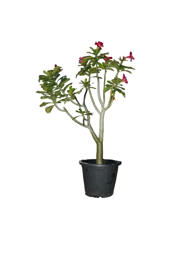 Desert Rose - Adenium Obesum - OH: 80 cm to 100 cm - Full Sun Flowering Outdoor Plant