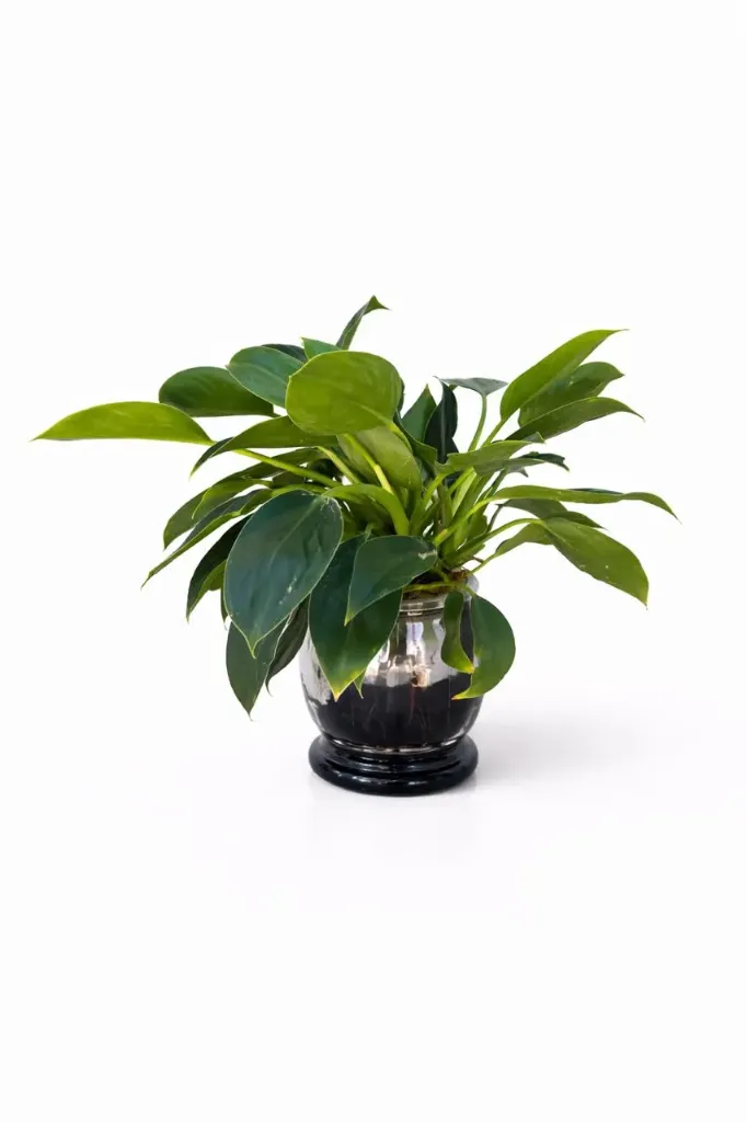 [IP-PHI-GPR01-HYD-LOC] Green Princess - 
Philodendron 'Green Princess - Hydroponic - OH: 30 cm to 40 cm - Indoor Plant