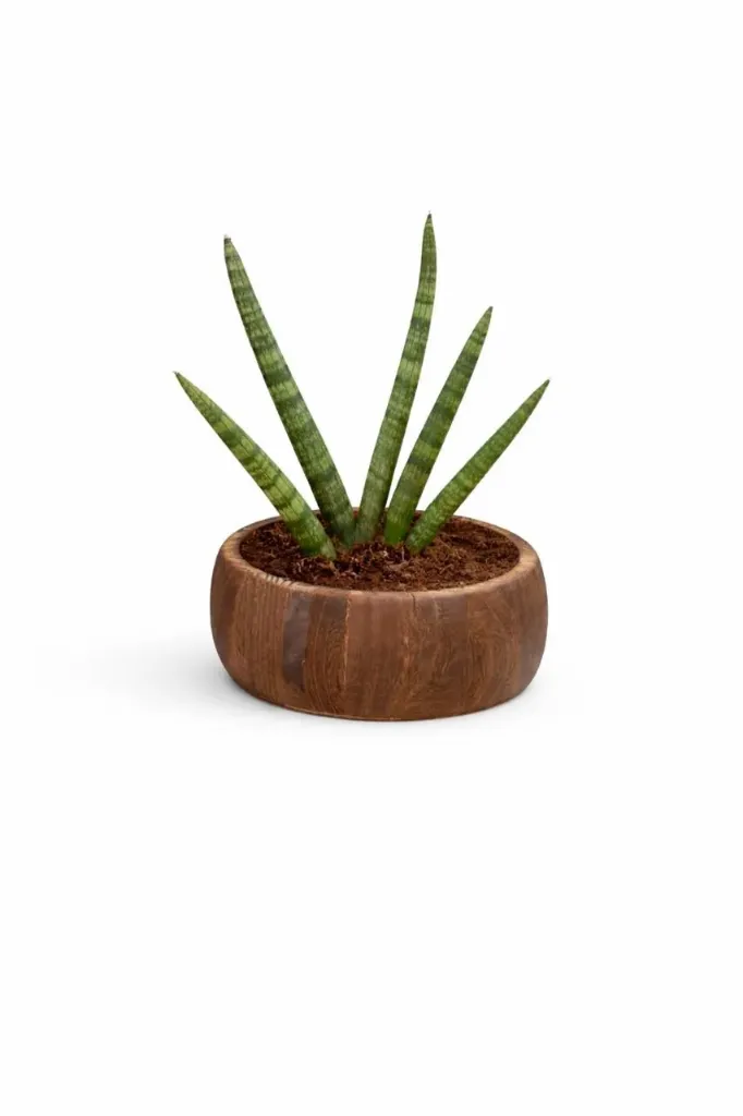 Starfish Sansevieria - Sansevieria cylindrica 'Boncel' - With Wooden Pot - OH: 15 cm to 20 cm - Indoor Plant