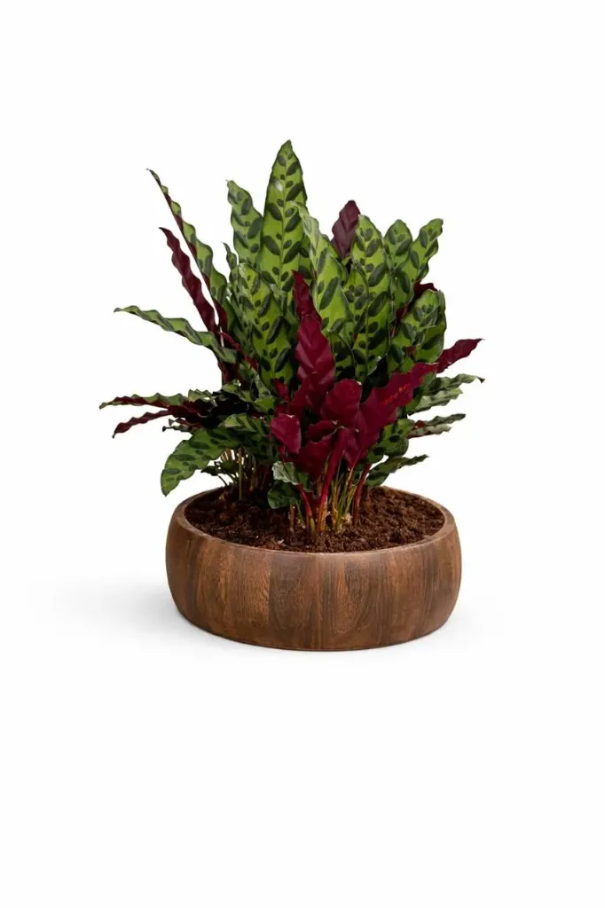 Rattlesnake Plant - Calathea Lancifolia - With Wooden Pot - OH: 30 cm to 40 cm - Indoor Plant