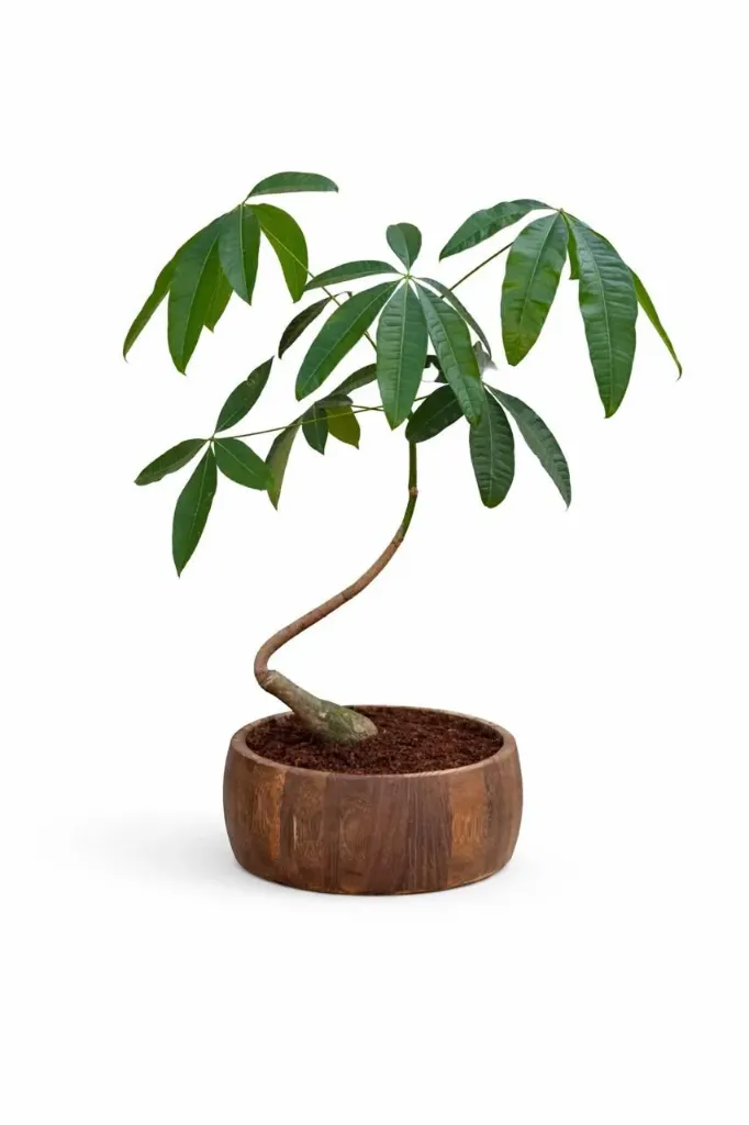 Money Tree - Pachira Aquatica - Bonsai - With Wooden Pot - OH: 40 cm to 50 cm - Indoor Plant