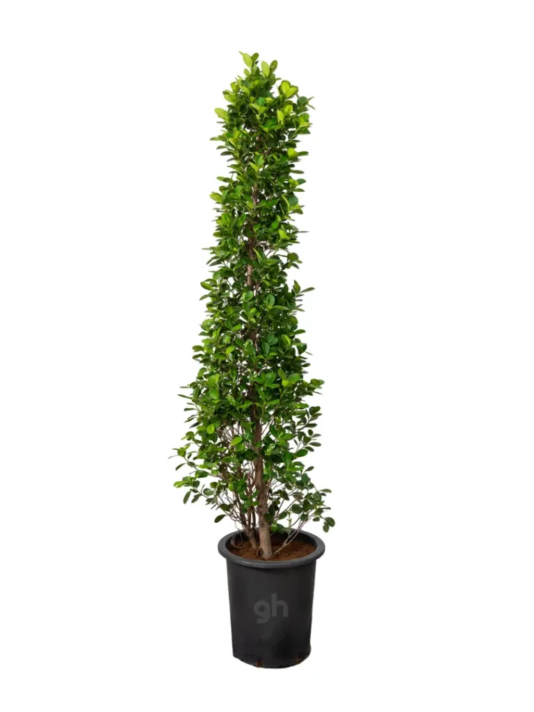 Ficus panda - Ficus Retusa 'Panda - Cone Shape - OH: 150 cm to 200 cm - Outdoor Plant