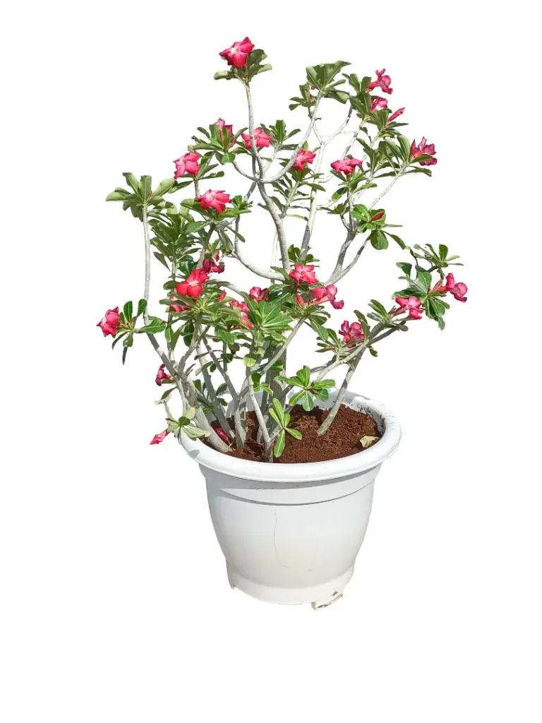 Desert Rose - Adenium Obesum - OH: 80 cm to 100 cm - Full Sun Flowering Outdoor Plant