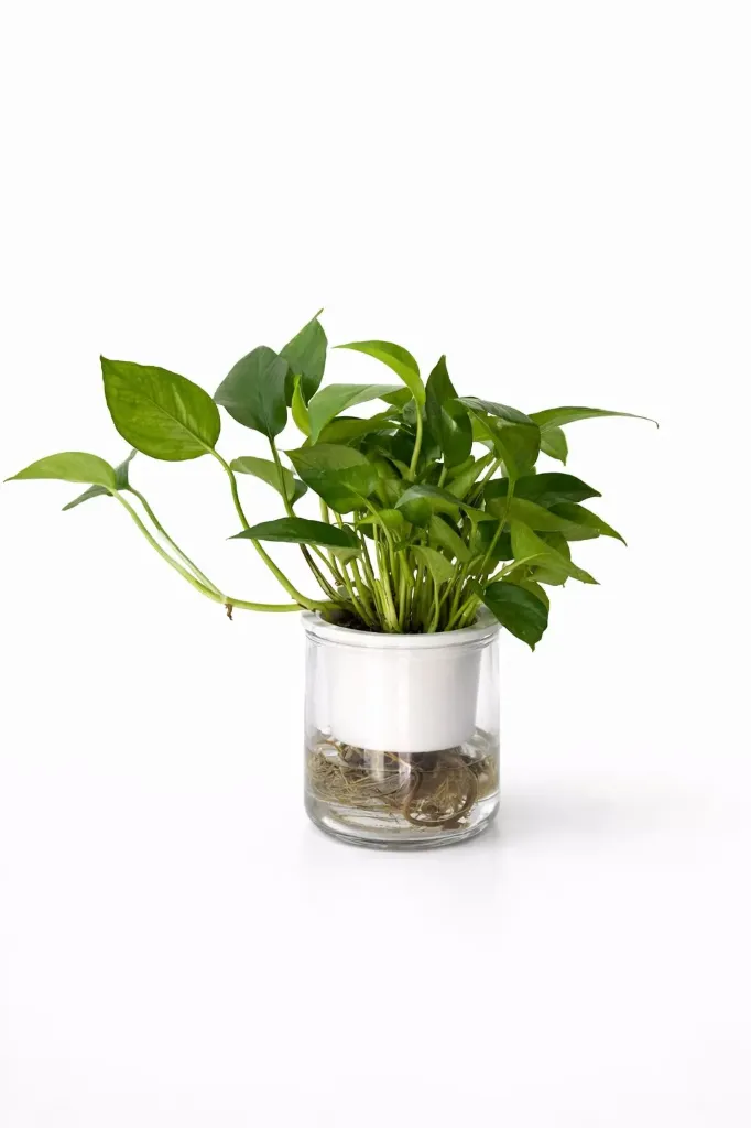 [IP-EPI01B-HYD-LOC] Golden Pothos - 
Epipremnum Aureum - Hydroponic - OH: 20 cm to 30 cm - Indoor plant