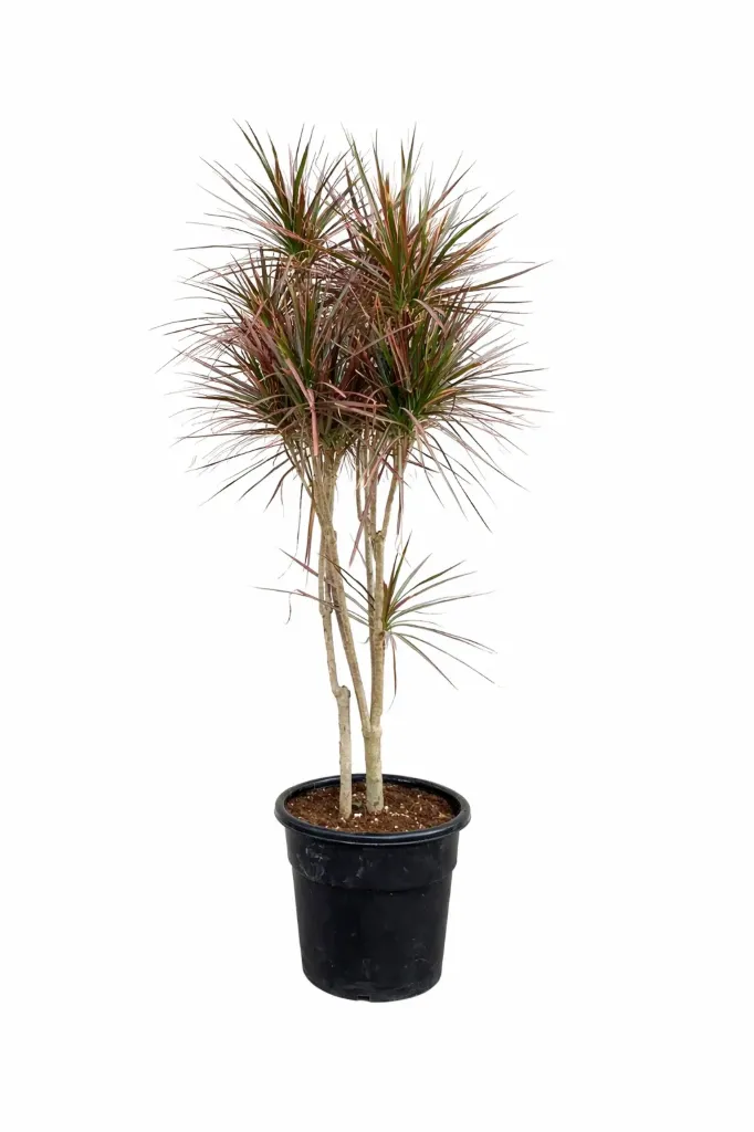 [IP-DRA-MAR01B-8S-LOC] Dracaena Marginata - 6 Branches - OH: 120 cm to 140 cm - Indoor Plant