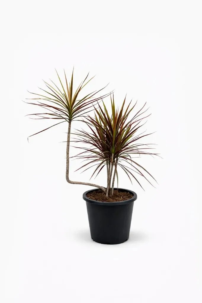 [IP-DRA-MAR01C-7STEMP-LOC] Dracaena Marginata - 7 Branches - OH: 60 cm to 80 cm - Indoor Plant