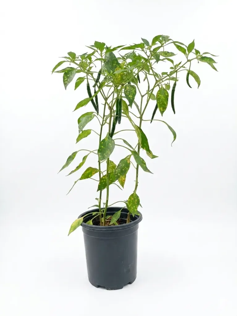 Chilli Pepper Capsicum Annuum - OH: 20 cm to 30 cm -Outdoor Plant - 6L Pot