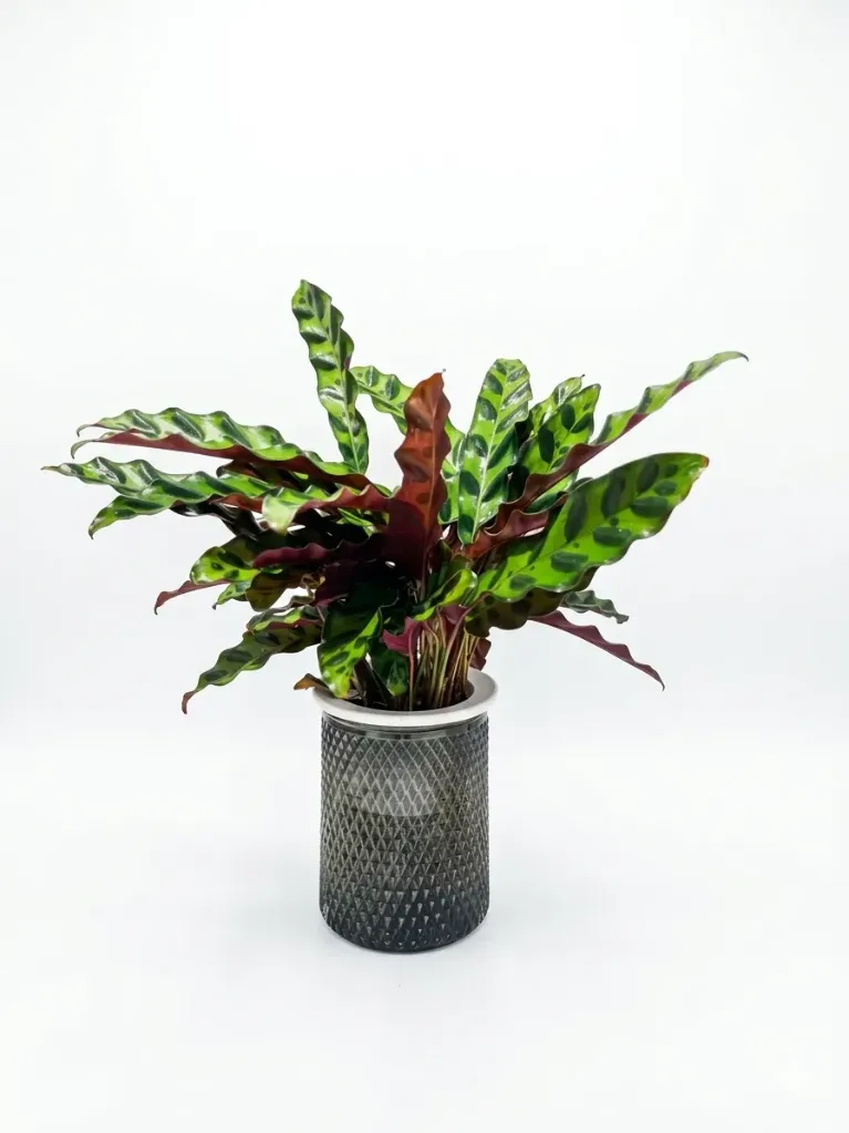 [IP-CAL-LAN01-HYD-LOC] Rattlesnake Plant - Calathea Lancifolia - Hydroponic - OH: 30 cm to 40 cm - Indoor Plant