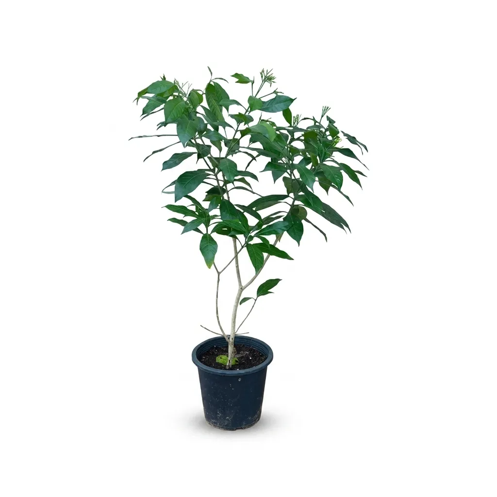 [OP-TAB01A-JAS-LOC] Tabernaemontana - Pinwheel Flower - Crepe Jasmine - OH: 60 cm to 80 cm - 10L Pot - Flowering Outdoor Plant