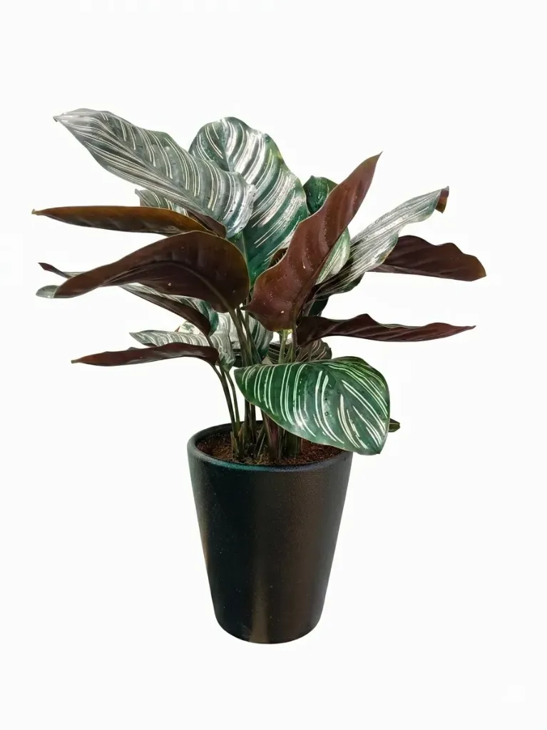 [IP-CAL01B-CP-BK-LOC] Calathea - Goeppertia Ornata - Red Leaf - With Ceramic Pot - OH: 40 cm to 60 cm - Indoor Plant