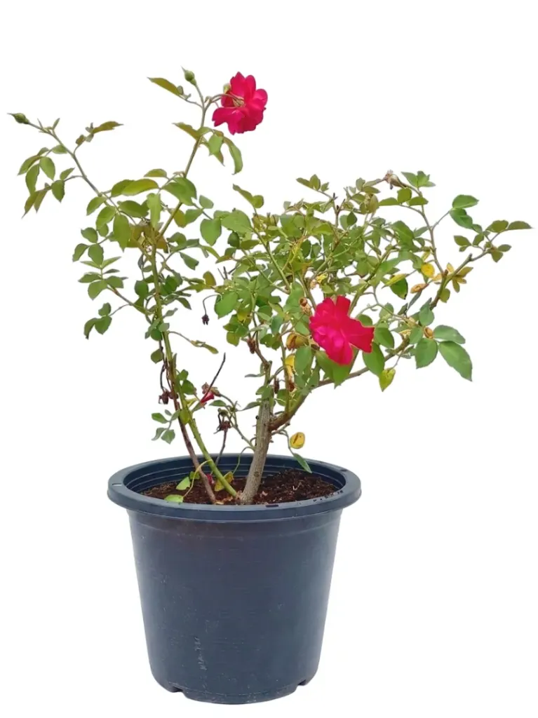 [OP-ROS01N-HT-LOC] Rosa Hybrida - Hybrid Tea Rose - OH: 40 cm to 50 cm - Flowering Outdoor Plant
