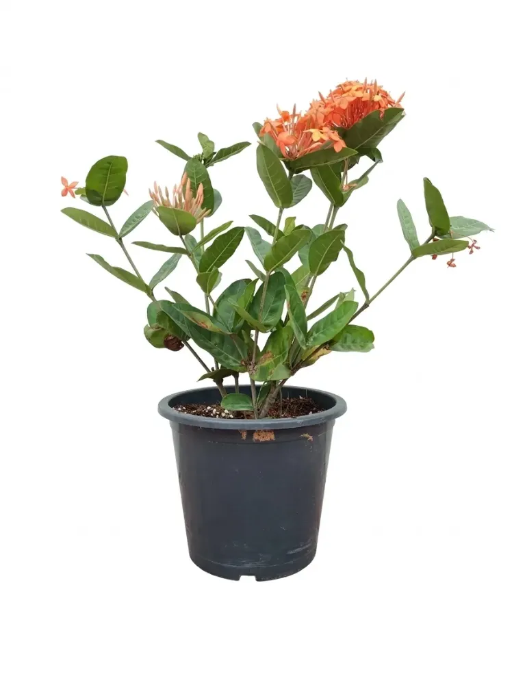 [OP-IXO01B-COC-10P-LOC] Jungle Geranium - Ixora coccinea - Orange Color - 10L - OH: 30 cm to 40 cm - Outdoor Plant