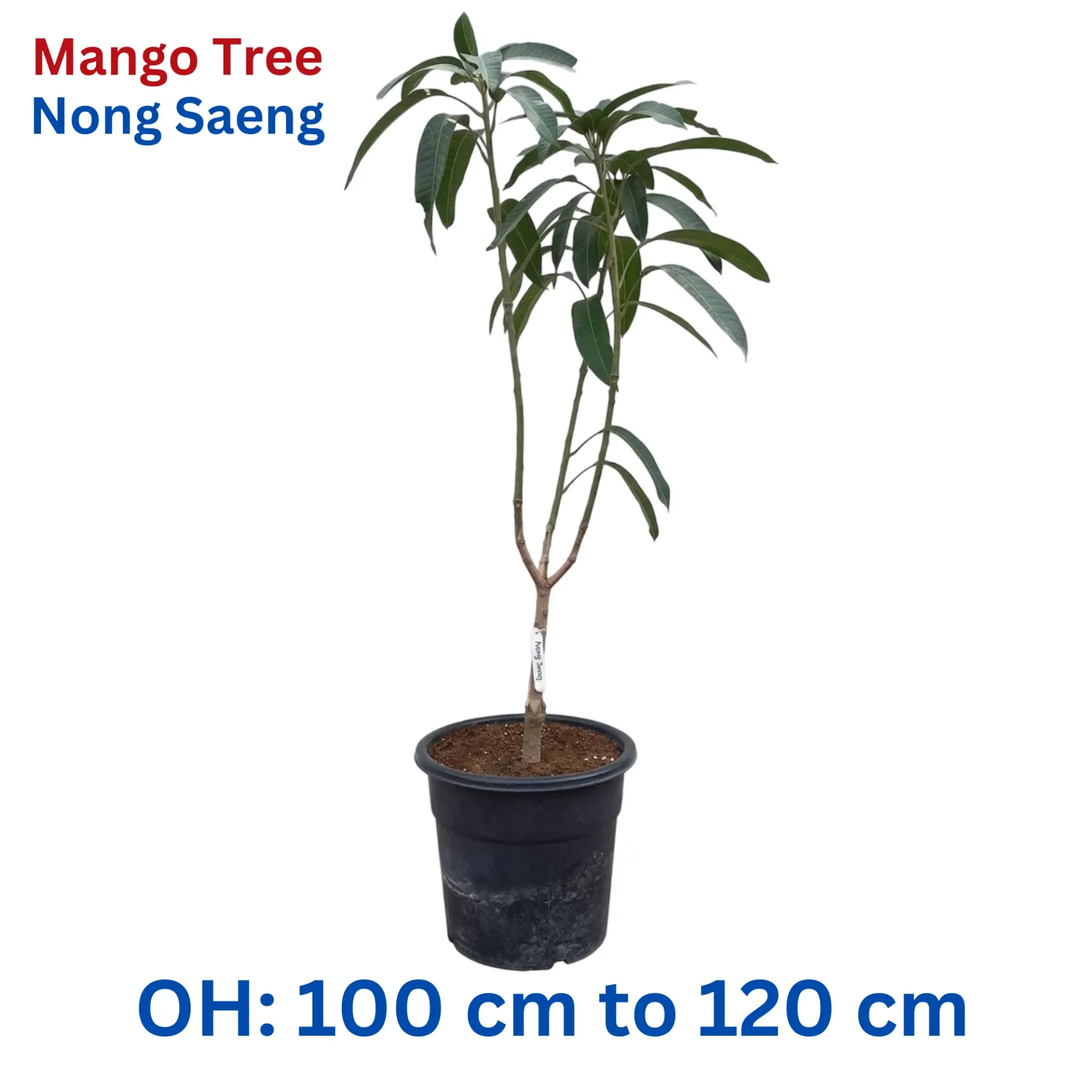 [OP-MAN01B-NS-18L-LOC] Mango Tree - Mangifera Indica - Nong Saeng Mango Thailand - OH: 100 cm to 120 cm - 18L Pot - Outdoor Plant