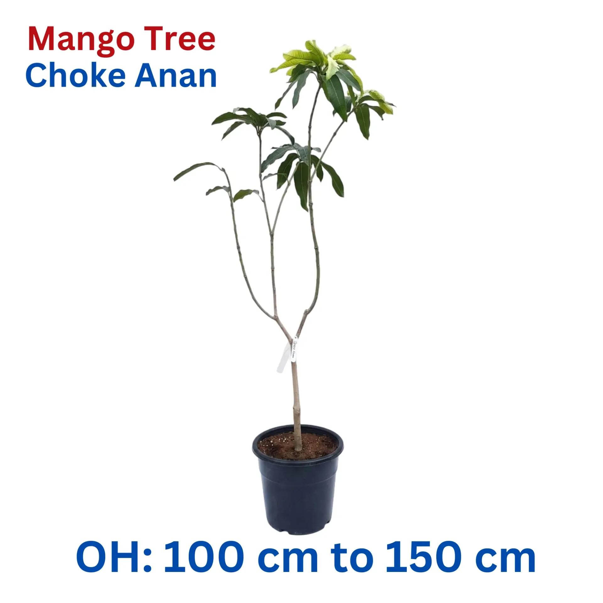 [OP-MAN01B-CA-18L-LOC] Mango Tree - Mangifera Indica - Choke Anan Mango Thailand - OH: 100 cm to 150 cm - 18L Pot - Outdoor Plant