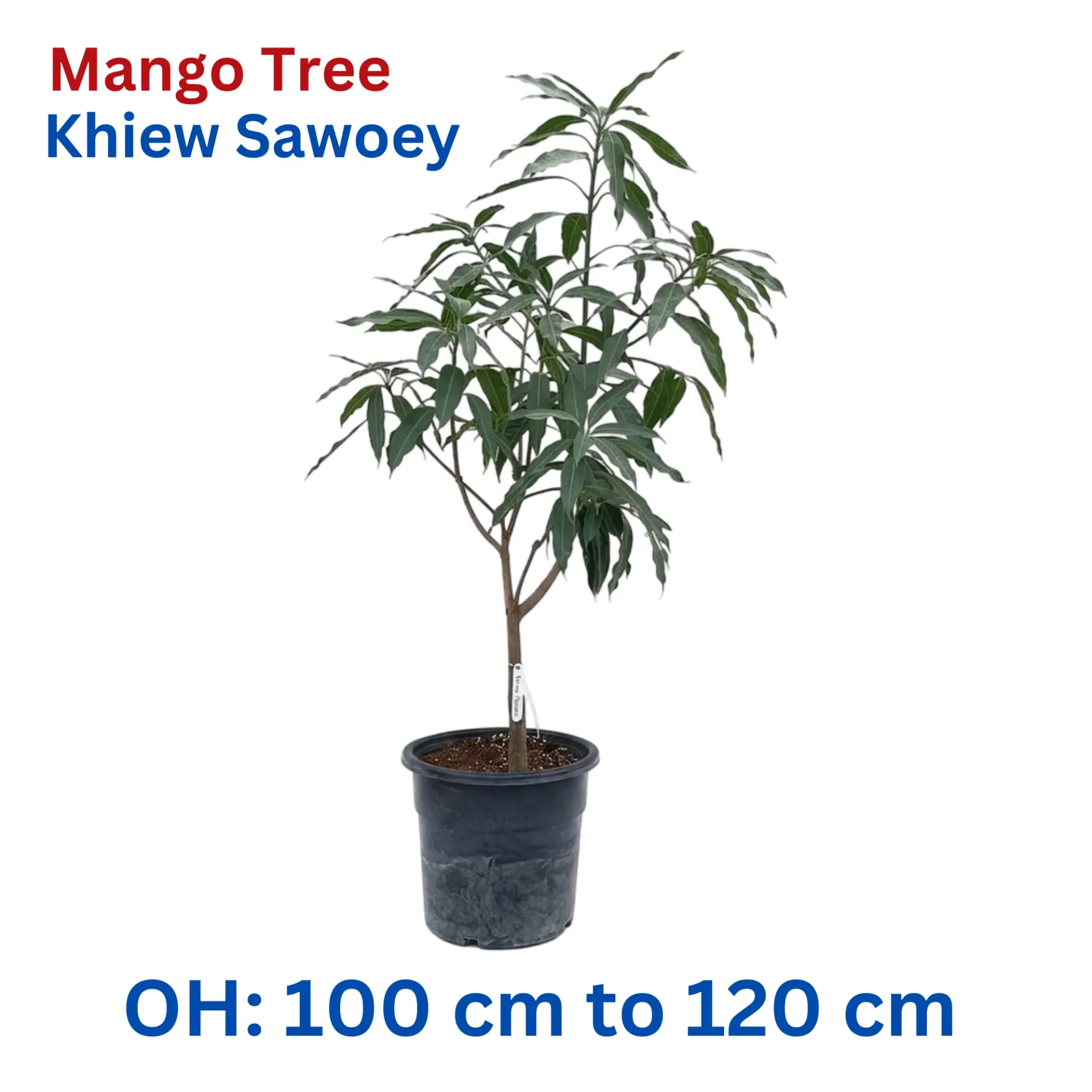 [OP-MAN01B-KS-18L-LOC] Mango Tree - Mangifera Indica - Khiew Sawoey Mango Thailand - OH: 100 cm to 120 cm - 18L Pot - Outdoor Plant