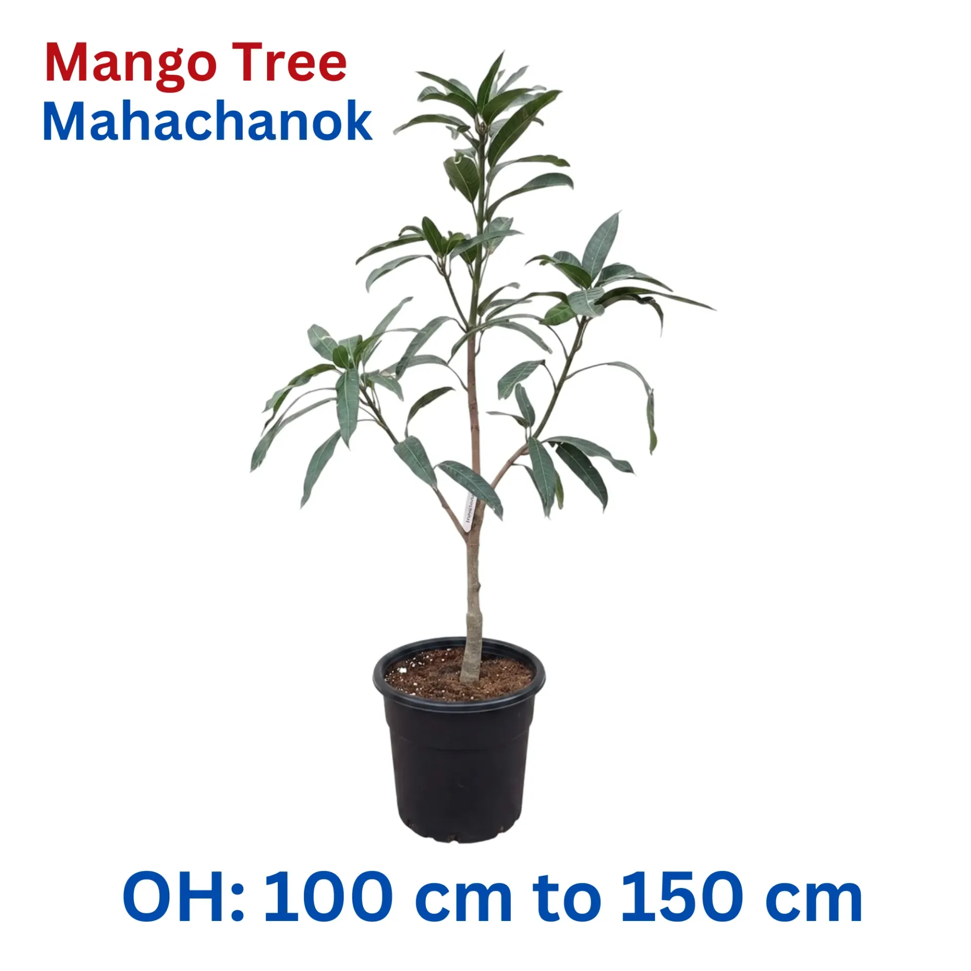 [OP-MAN01B-M-18L-LOC] Mango Tree - Mangifera Indica - Mahachanok Mango Thailand - OH: 100 cm to 150 cm - 18L Pot - Outdoor Plant