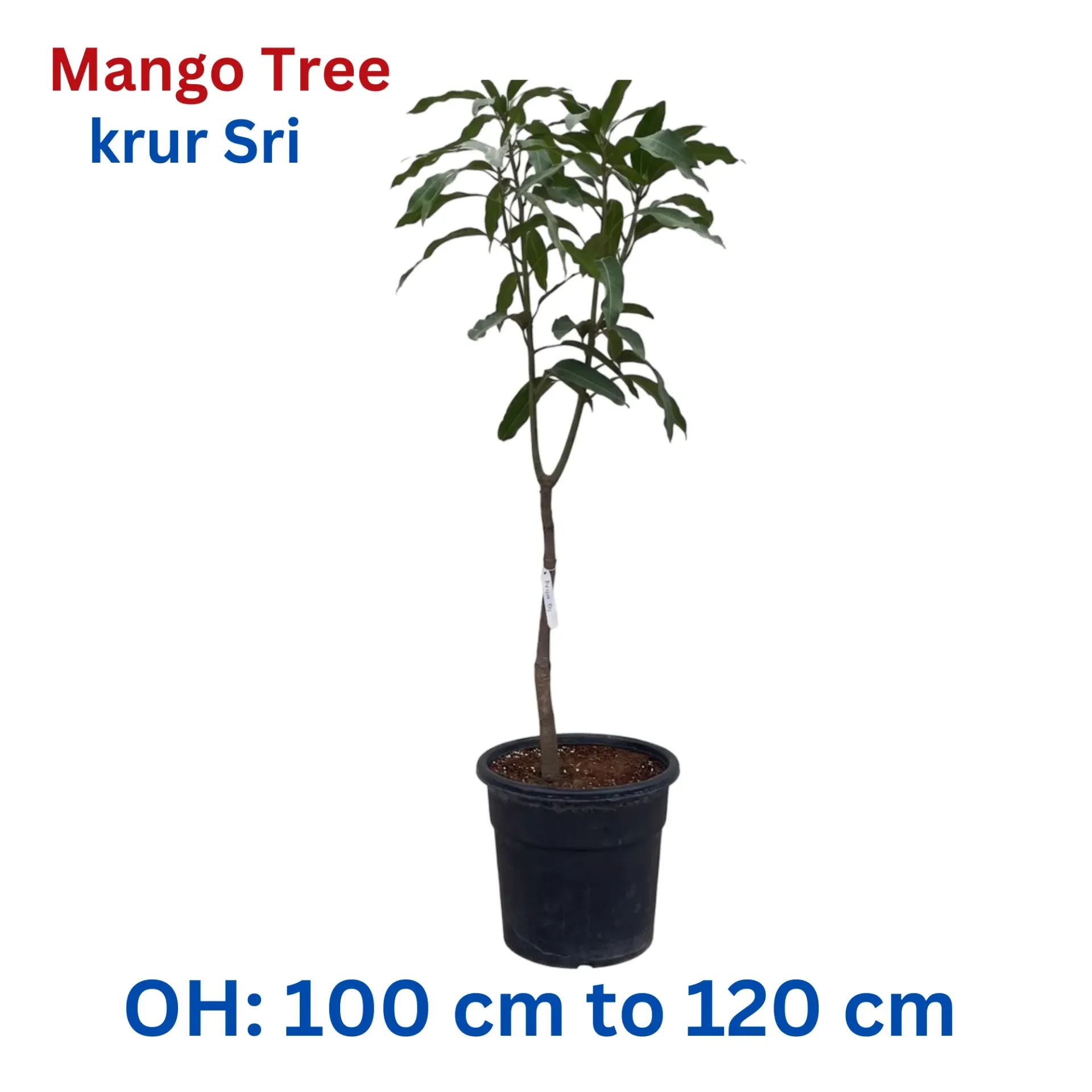 [OP-MAN01B-KRURSRI-18L-LOC] Mango Tree - Mangifera Indica - krur Sri Mango Thailand - OH: 100 cm to 120 cm - 18L Pot - Outdoor Plant