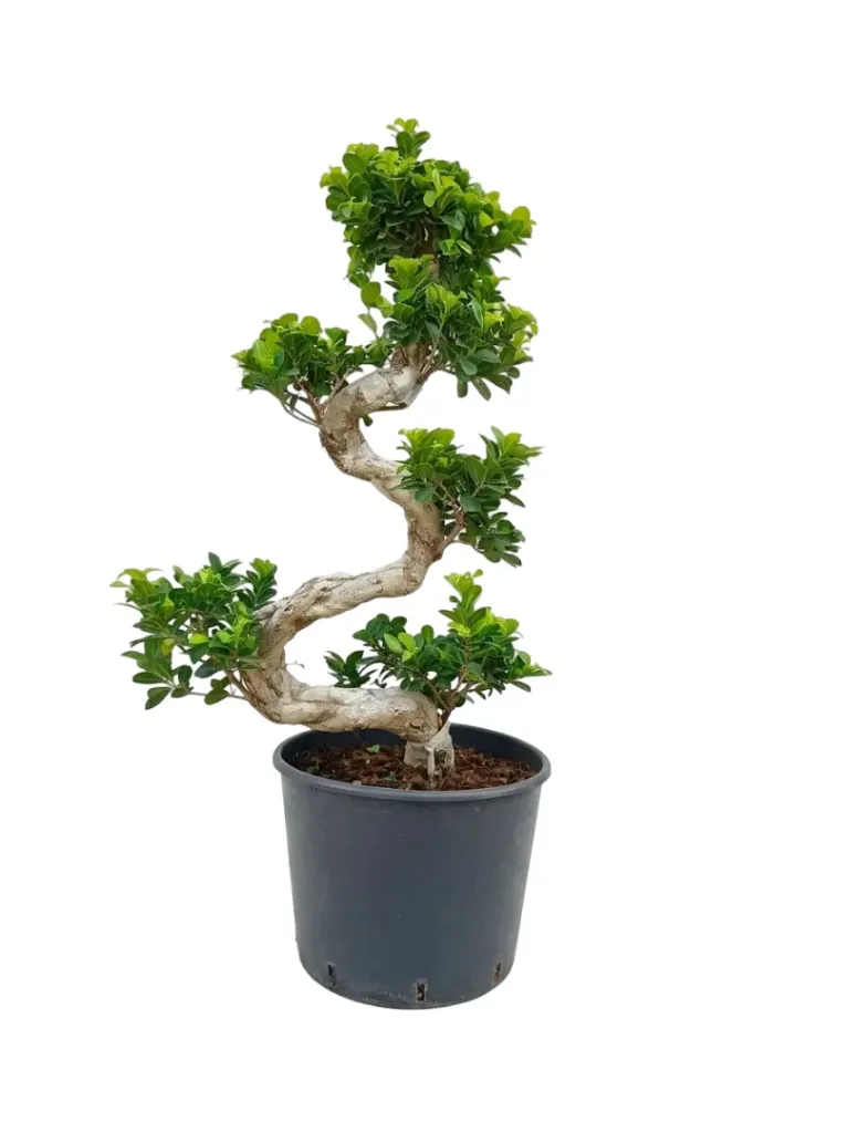 [OP-FIC01S-DAF-S-LOC] Ficus Panda - Ficus Retusa Bonsai - S Shape - OH: 80 cm to 100  cm - Outdoor Plant
