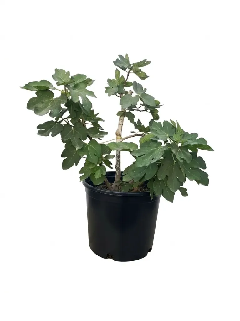 [OP-FIC01H-FIG-70L-LOC] Common Fig - Ficus Carica - OH: 60 cm to 80 cm - P: 70L - Full Sun Outdoor Plant