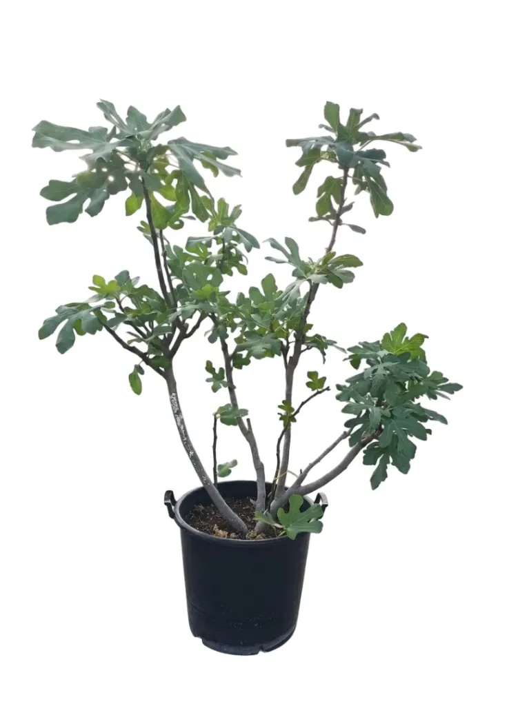 Common Fig - Ficus Carica - OH: 140 cm to 160 cm - P: 70L - Full Sun Outdoor Plant