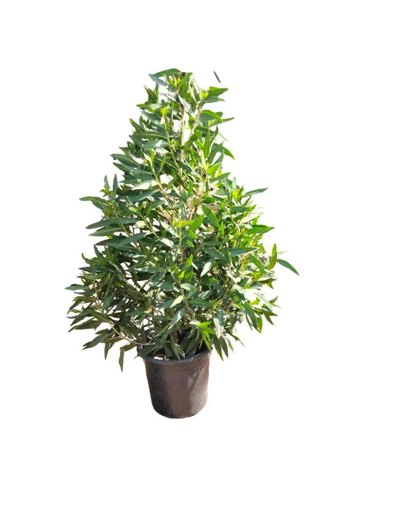 Damas Tree Conocarpus Erectus - OH: 80 cm to 100 cm - Outdoor Plants - Full Sun - Bushy Plant