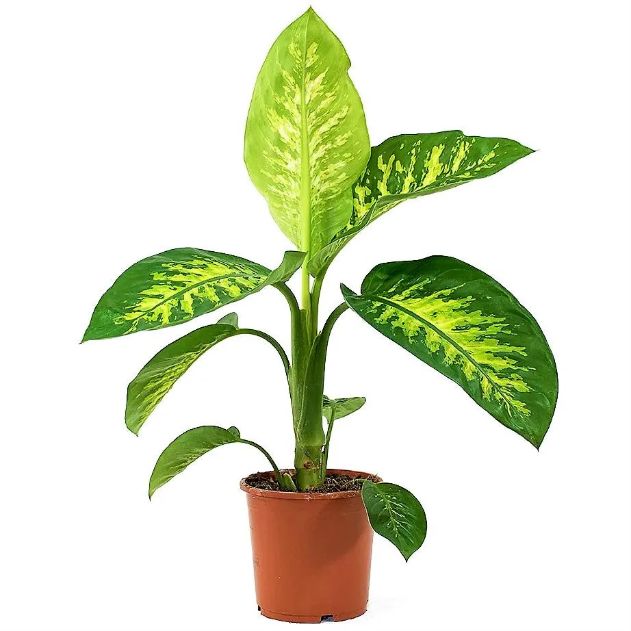 [IP-DIE01A-LOC] Dieffenbachia Dumbcane “Tropic Snow” Plant  OH: 20 cm to 30 Cm Indoor Plant